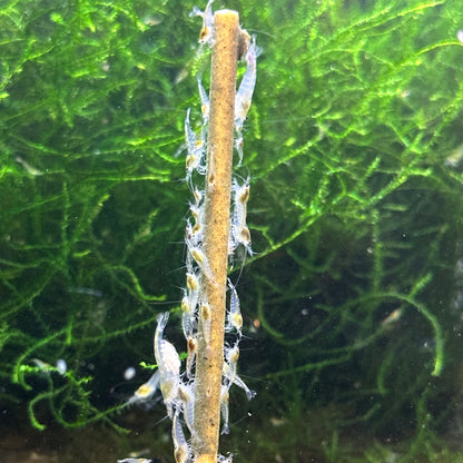Daku Aquatics Shrimp Sticks