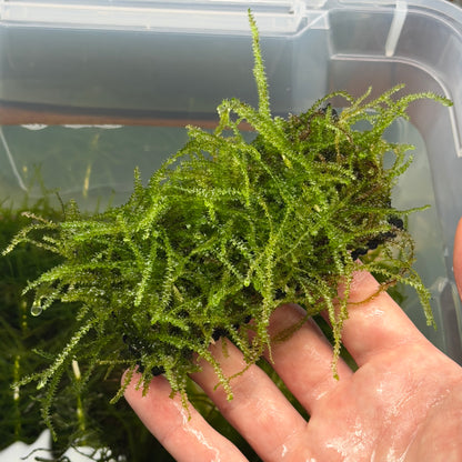 Weeping Moss Ledge