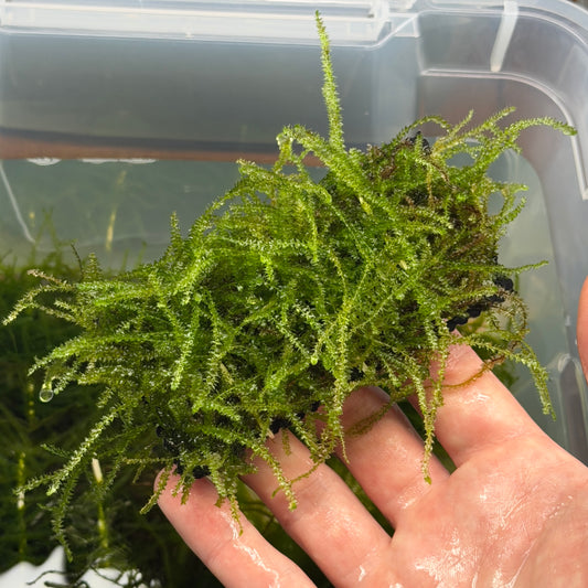Weeping Moss Ledge