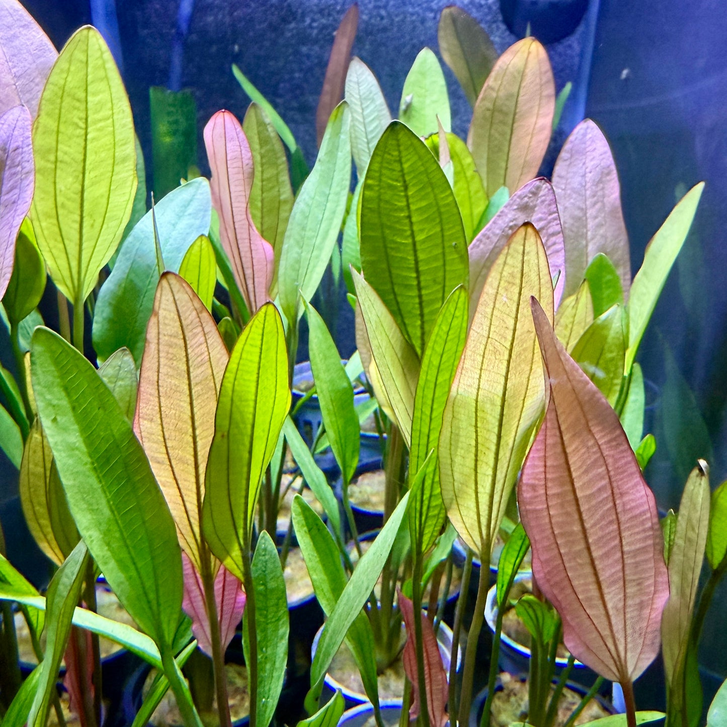 sword succulent Pink Miracle Sword – Daku Aquatics