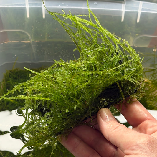 Peacock Moss Ledge