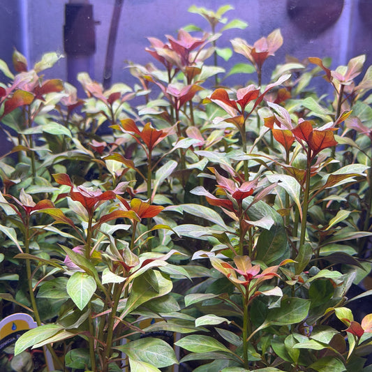 Ludwigia Dark Red