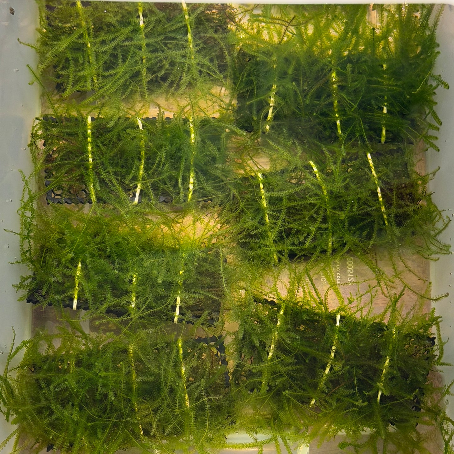 Weeping Moss Ledge