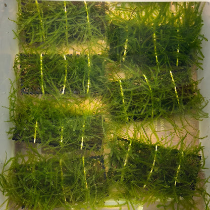 Weeping Moss Ledge