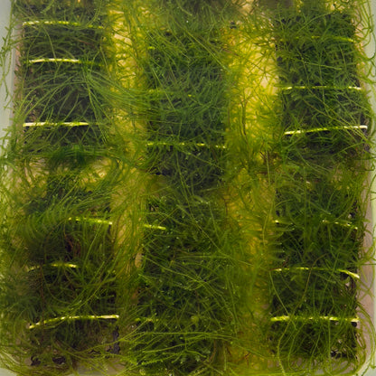Peacock Moss Ledge