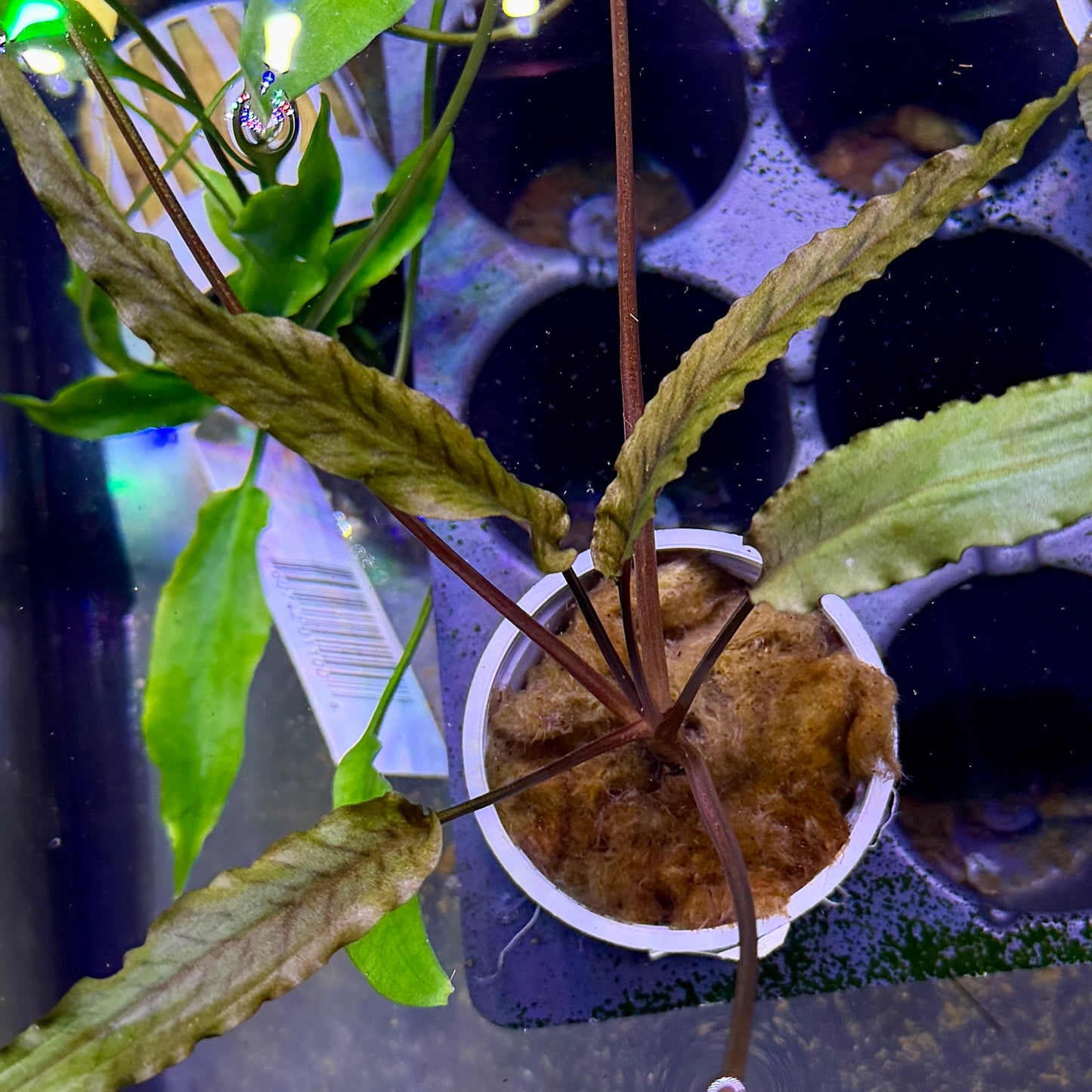 Cryptocoryne Petchii