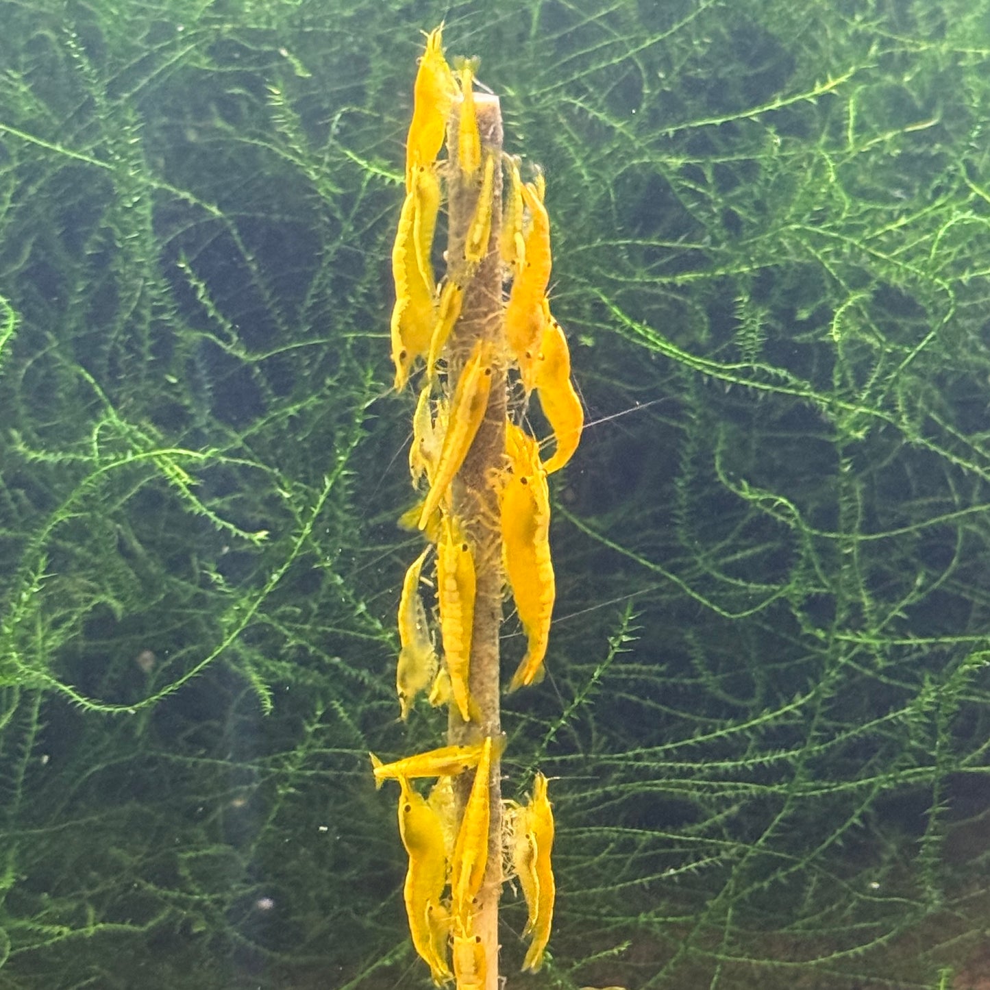 Daku Aquatics Shrimp Sticks