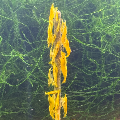 Daku Aquatics Shrimp Sticks
