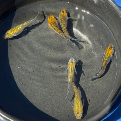 Yozakura Gold Medaka Ricefish