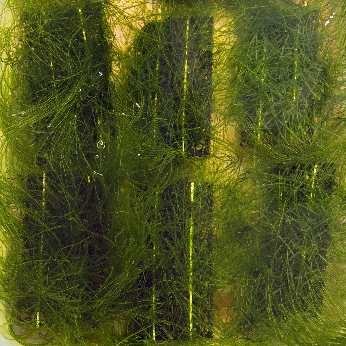 Java Moss Ledge