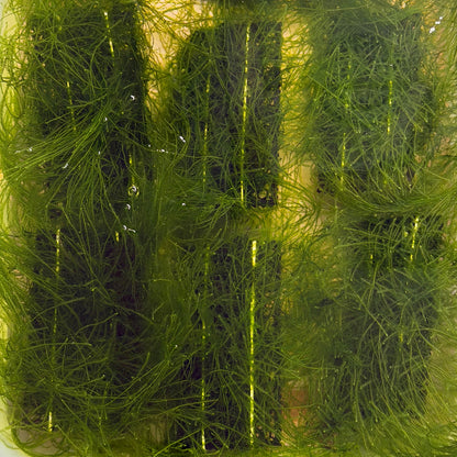 Java Moss Ledge