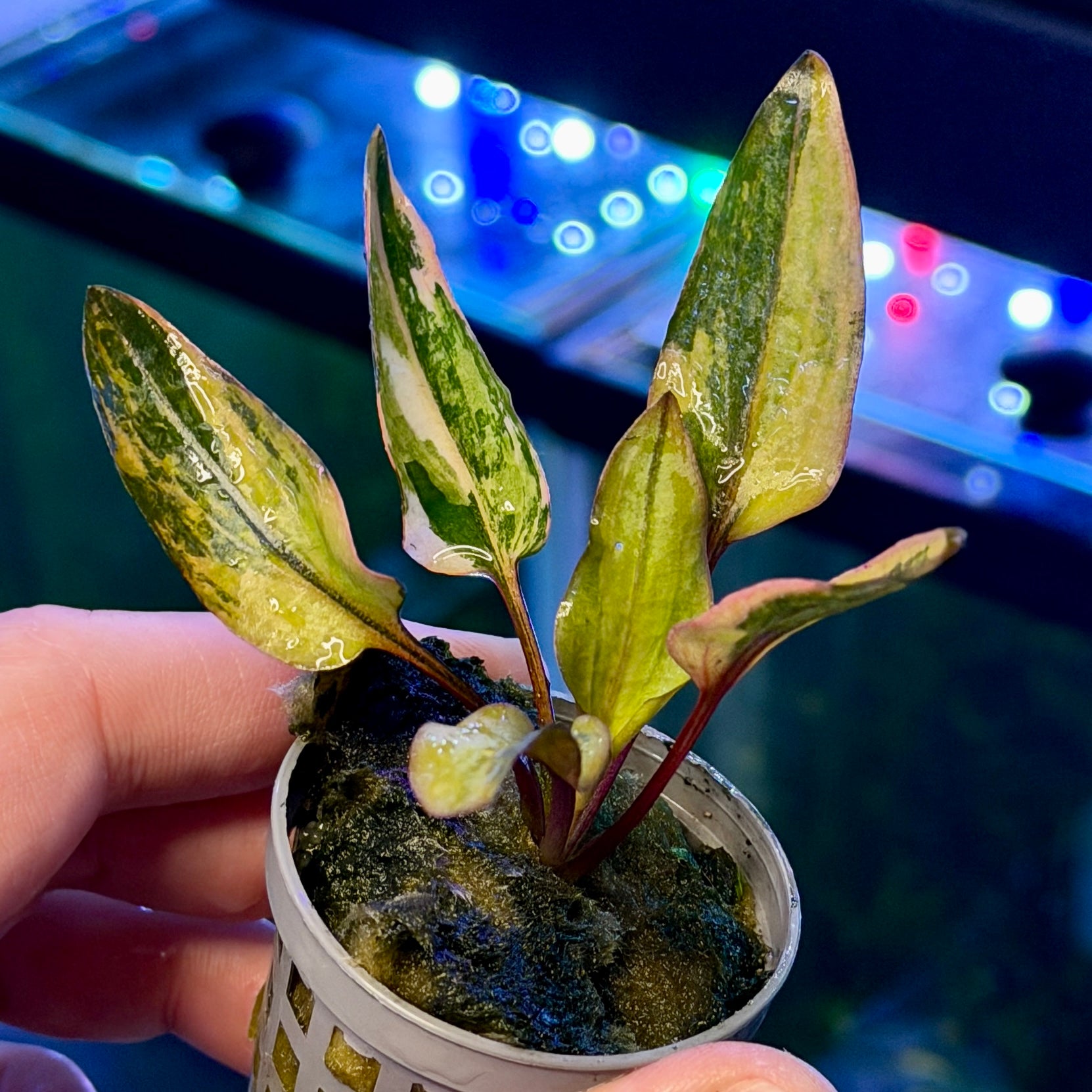 Cryptocoryne Wendtii 'Florida Sunset' – Daku Aquatics