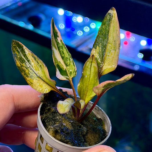 Cryptocoryne Wendtii ‘Florida Sunset’