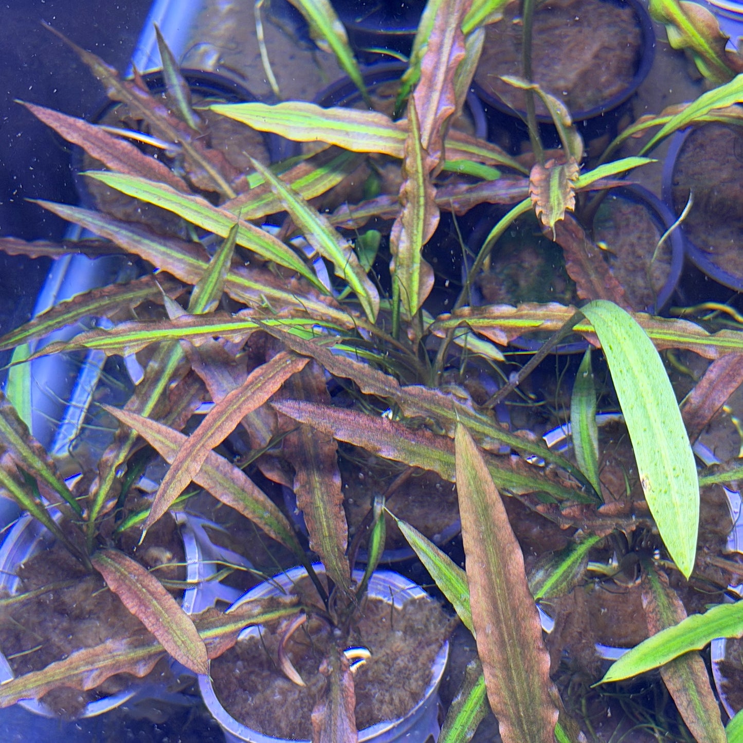 Cryptocoryne Costata