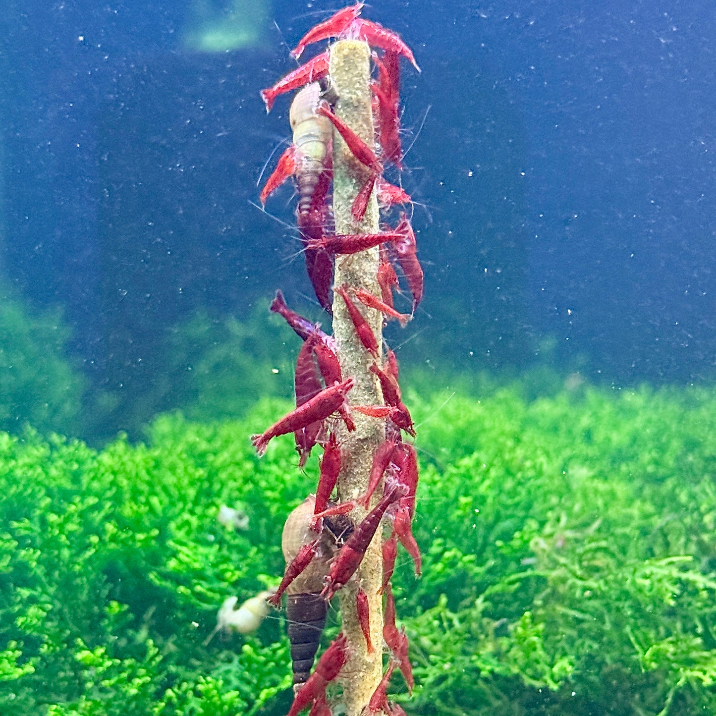 Daku Aquatics Shrimp Sticks