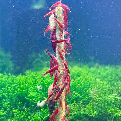 Daku Aquatics Shrimp Sticks