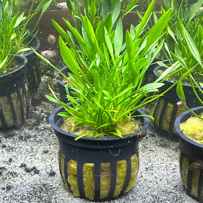 Cryptocoryne Parva