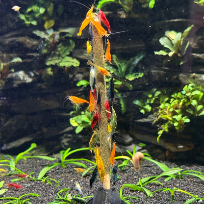 Daku Aquatics Shrimp Sticks