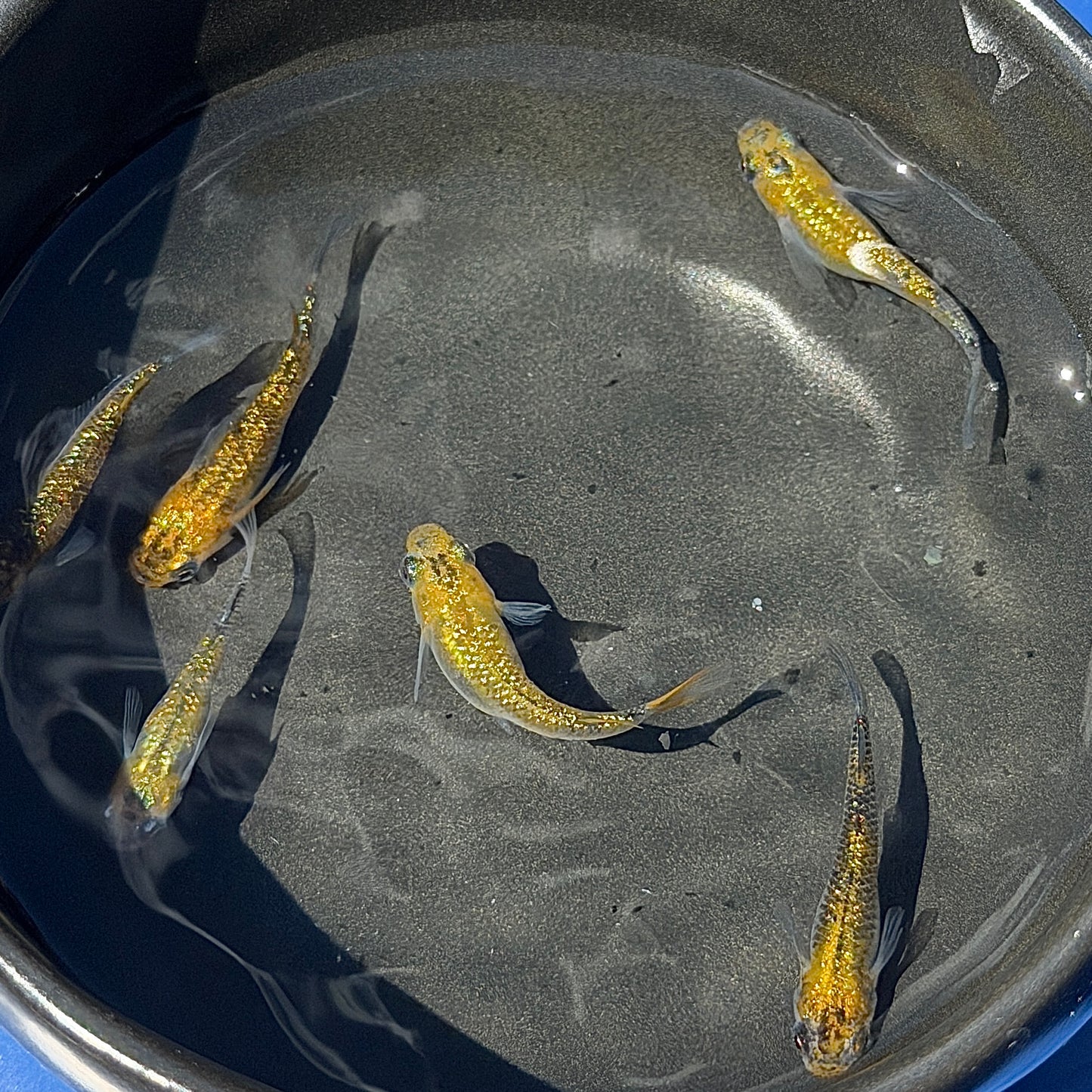 Yozakura Gold Medaka Ricefish