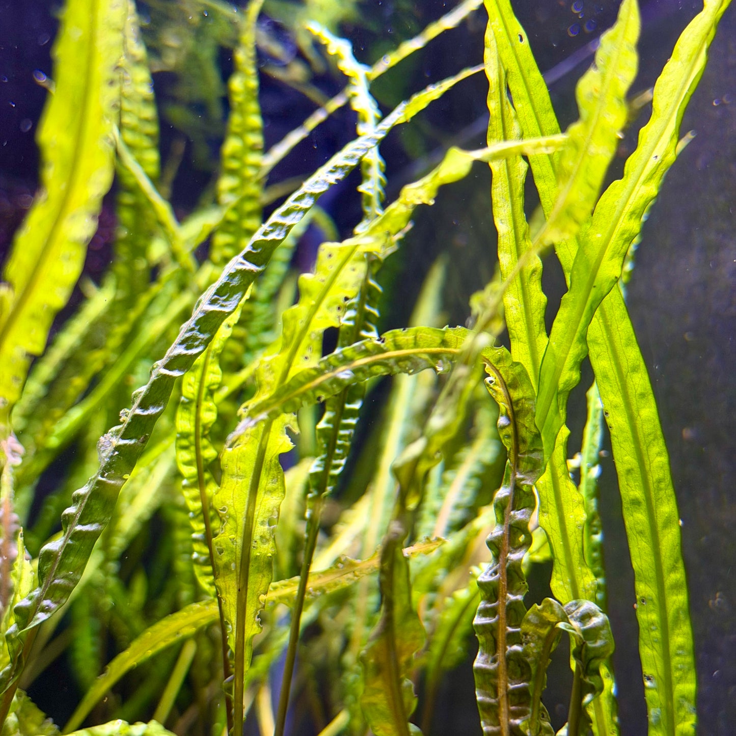 Cryptocoryne Balansae