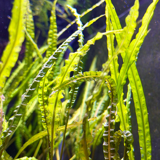 Cryptocoryne Balansae