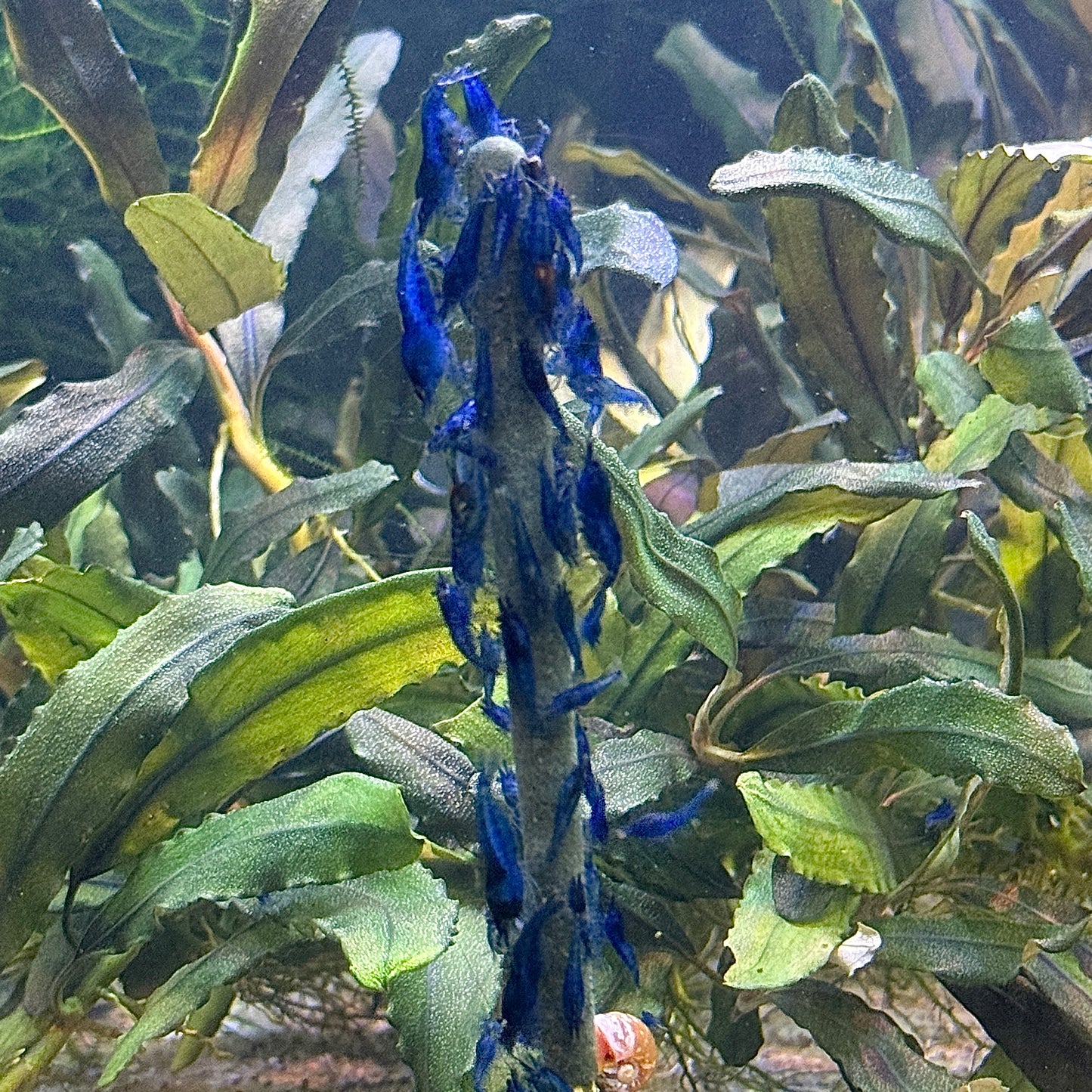 Daku Aquatics Shrimp Sticks