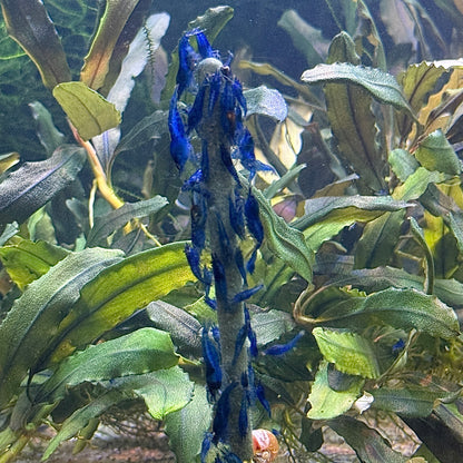 Daku Aquatics Shrimp Sticks