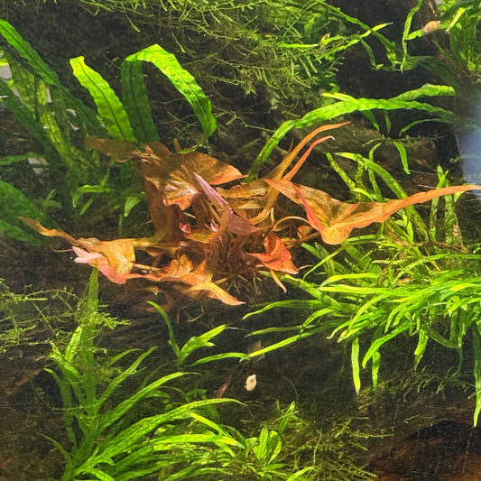 Dwarf Aquarium Lily Bulb