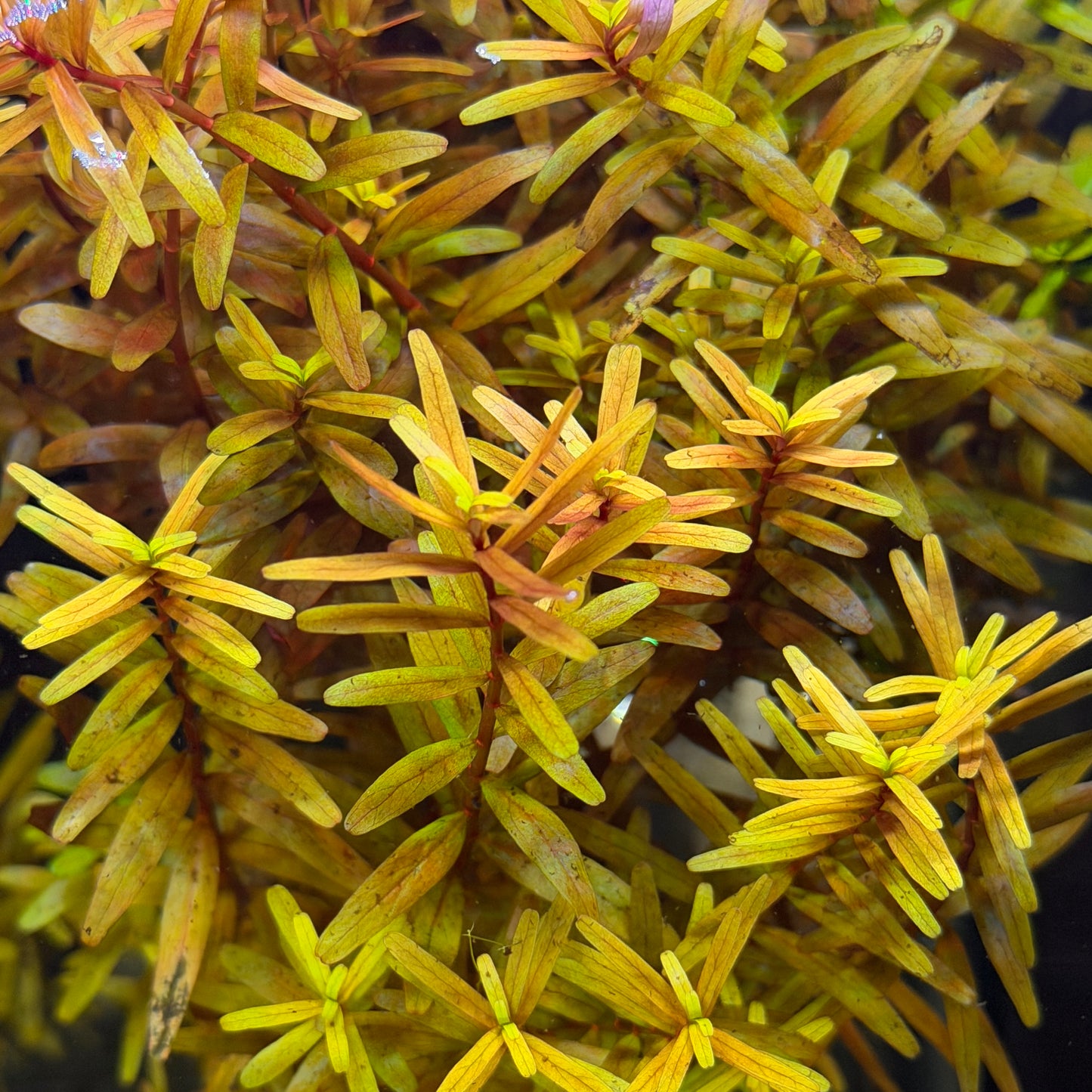 Rotala Rotundifolia 'Orange Juice'