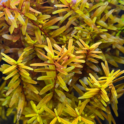 Rotala Rotundifolia 'Orange Juice'