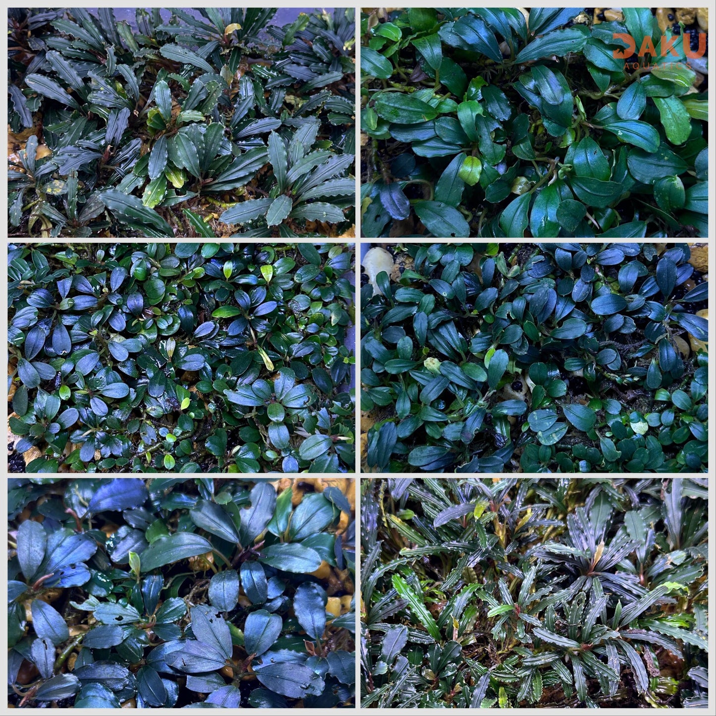 Mixed Bucephalandra Pack