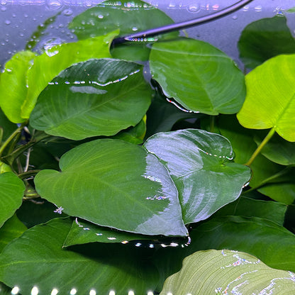 Anubias Barteri XL