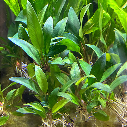 Anubias Frazeri