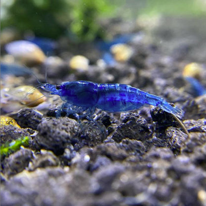Blue Velvet Neocaridina Shrimp