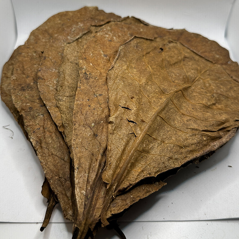 Catappa Leaves