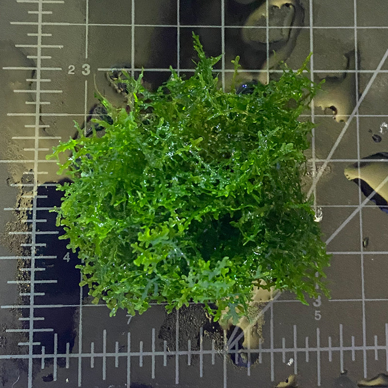 Coral Moss "Mini Pellia"