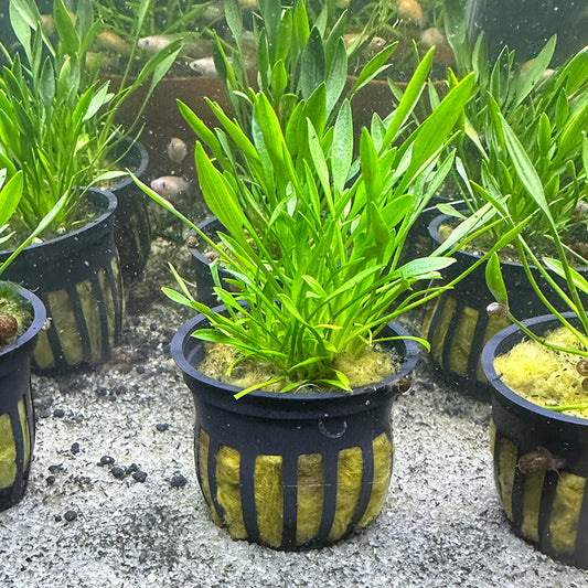 Cryptocoryne Parva