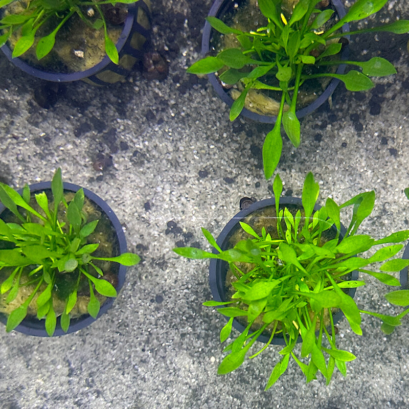 Cryptocoryne Parva