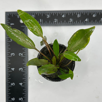 Cryptocoryne Undulata