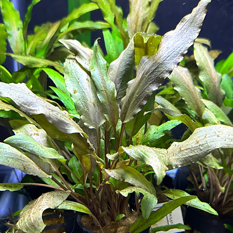 Cryptocoryne Undulata