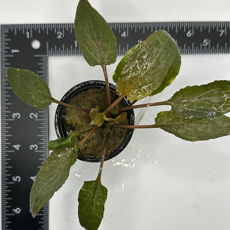 Cryptocoryne Wendtii Bronze