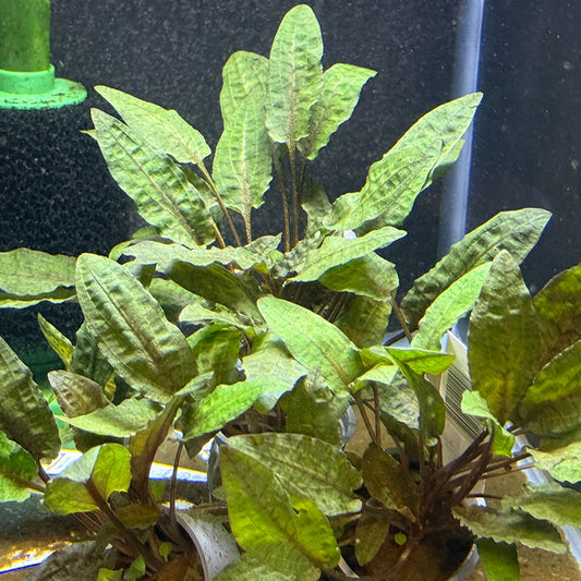 Cryptocoryne Wendtii Bronze