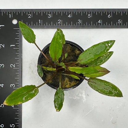 Cryptocoryne Wendtii Green