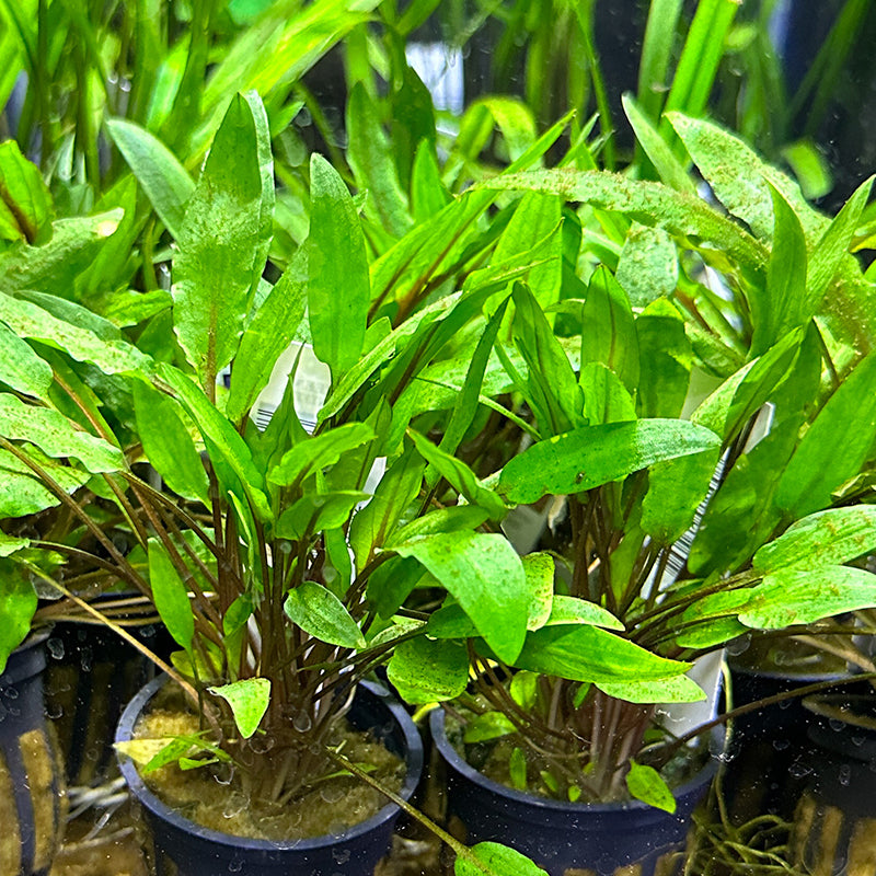 Cryptocoryne Wendtii Green