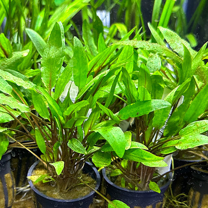 Cryptocoryne Wendtii Green