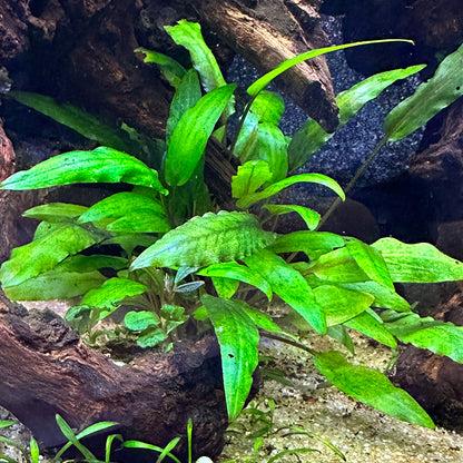 Cryptocoryne Wendtii Green