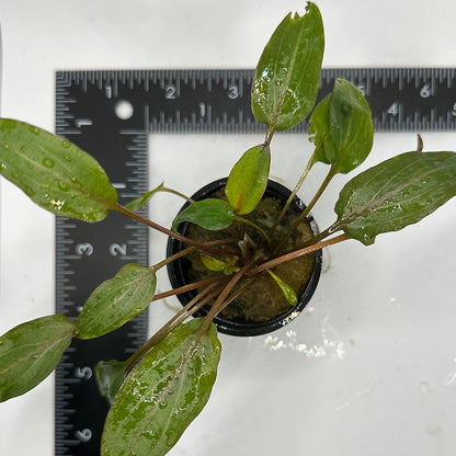 Cryptocoryne Wendtii Red