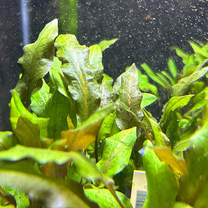 Cryptocoryne Wendtii Red