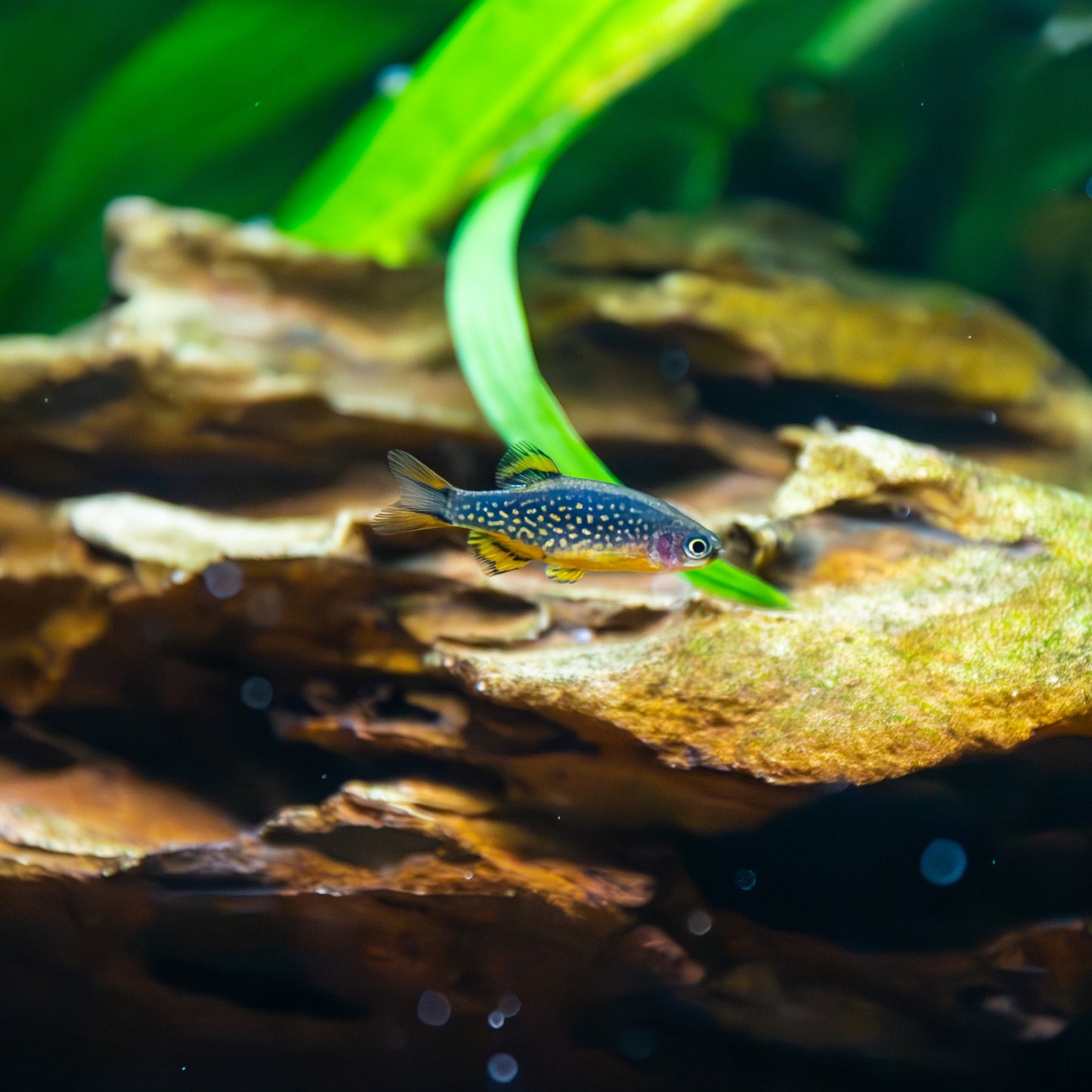 Celestial Pearl Danio