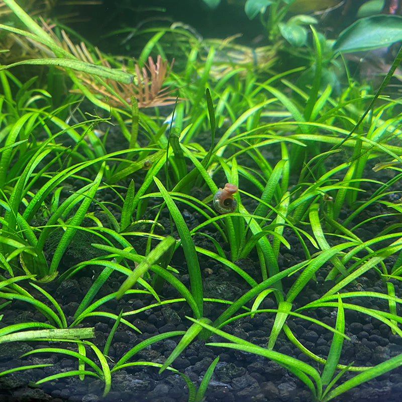 Dwarf Sagittaria